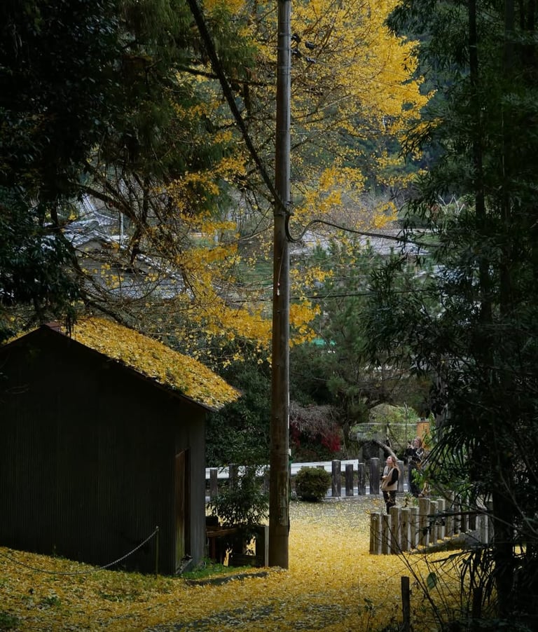 clairière apaisante, comme les moments de reconnexion à soi
