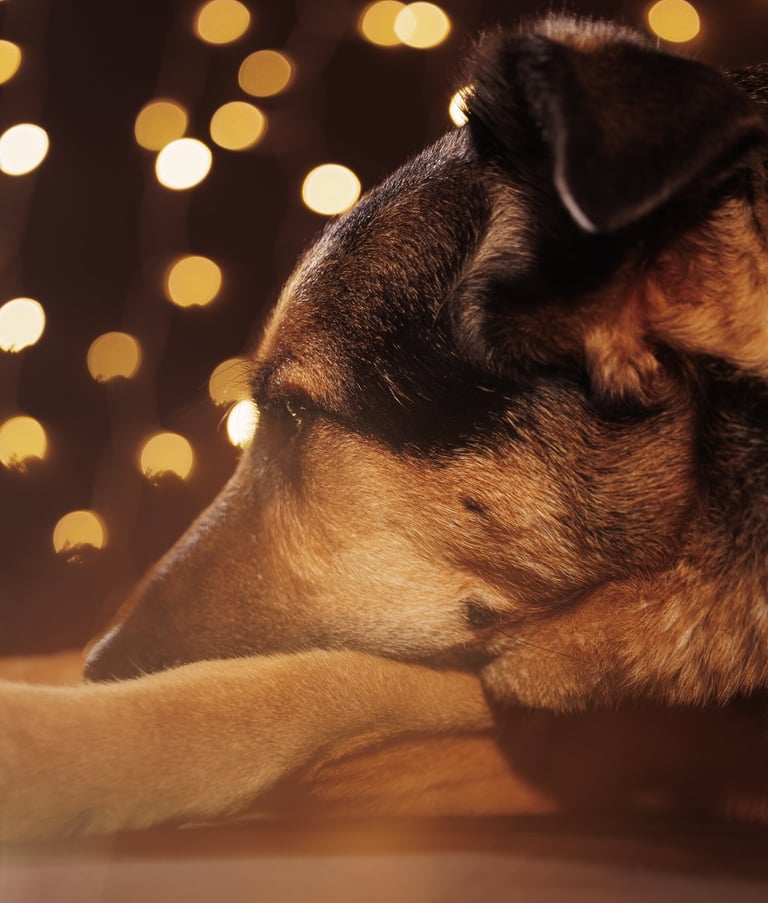 Portrait chien studio finistère brest