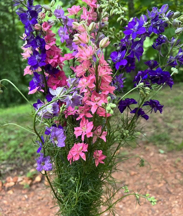 Beautiful Larkspur - already fall planted in the field for spring blooming.