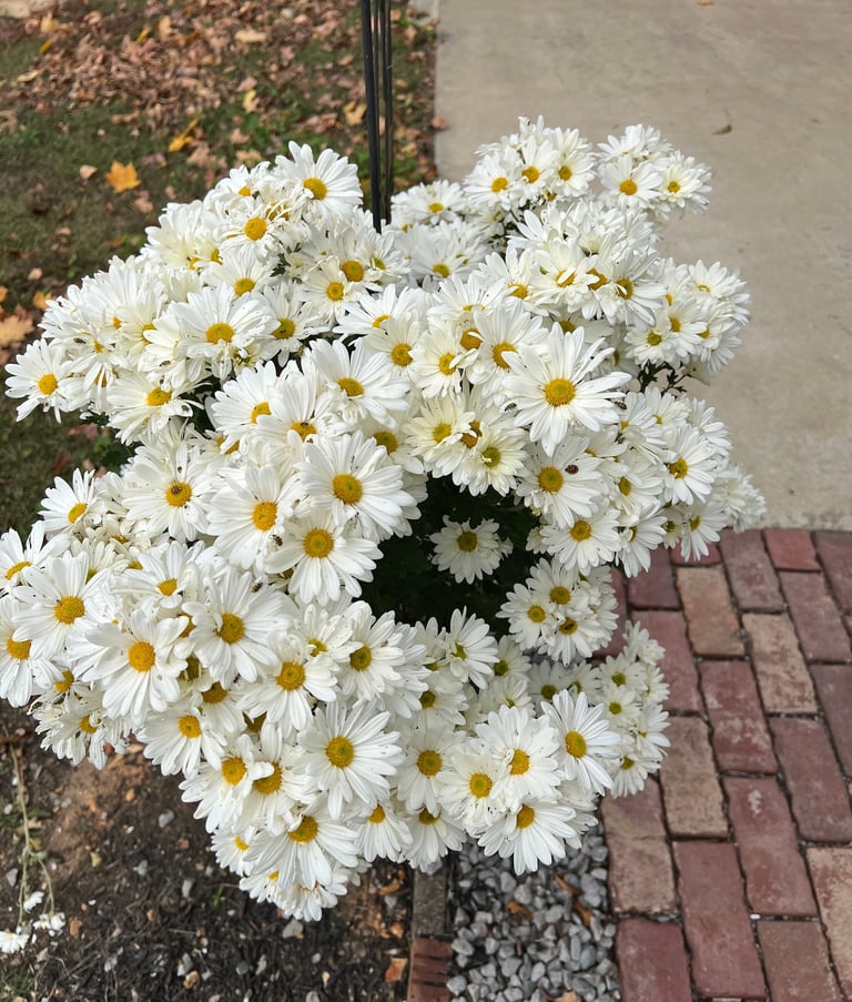 Beautiful fall blooming mum - not sure of name - but blooms every November