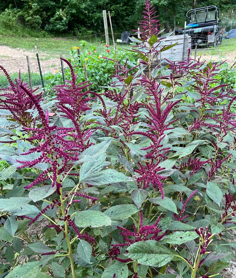Beautiful Amaranthus.