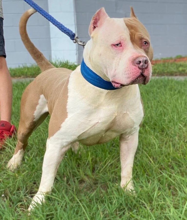 AMERICAN BULLY, TITANIUM KILO KENNELS, XL PITBULL