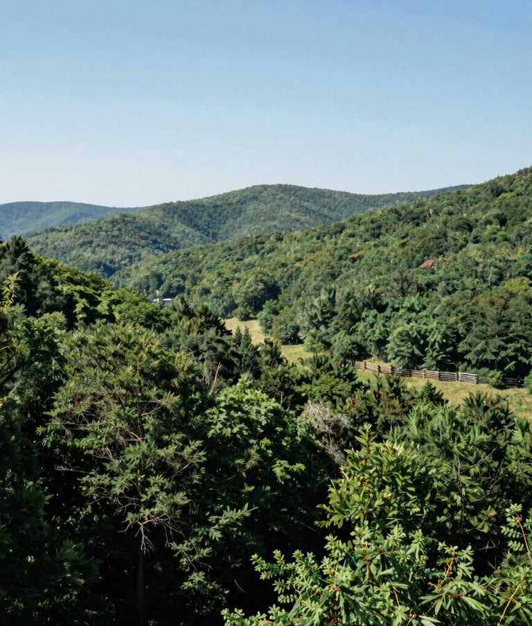 Panoramic landscape photography of a lush North American / US Appalachian valley during mid-day. The scene shows vibrant dark forest green trees, a distant traditional wooden fence, and soft rolling hills under a bright, clear sky. The composition is wide and airy, suggesting openness and community.