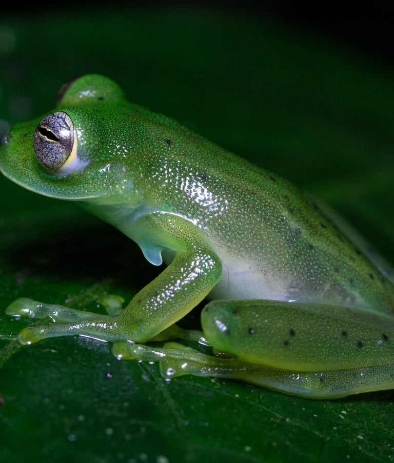 Frog in Costa Rica 