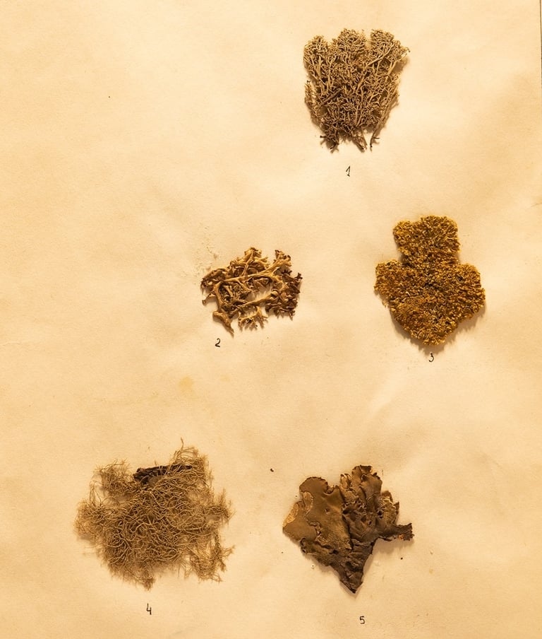 džiovintos samanos herbariume