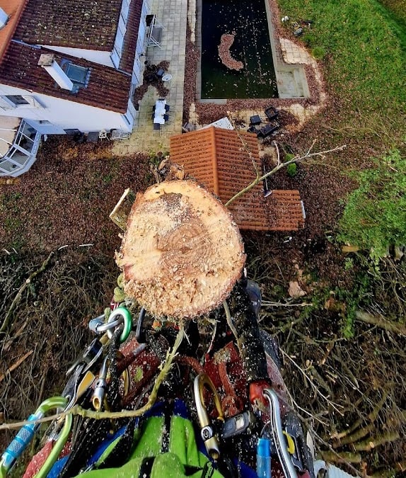 arboriste grimpeur élaguant un arbre depuis sa cime
