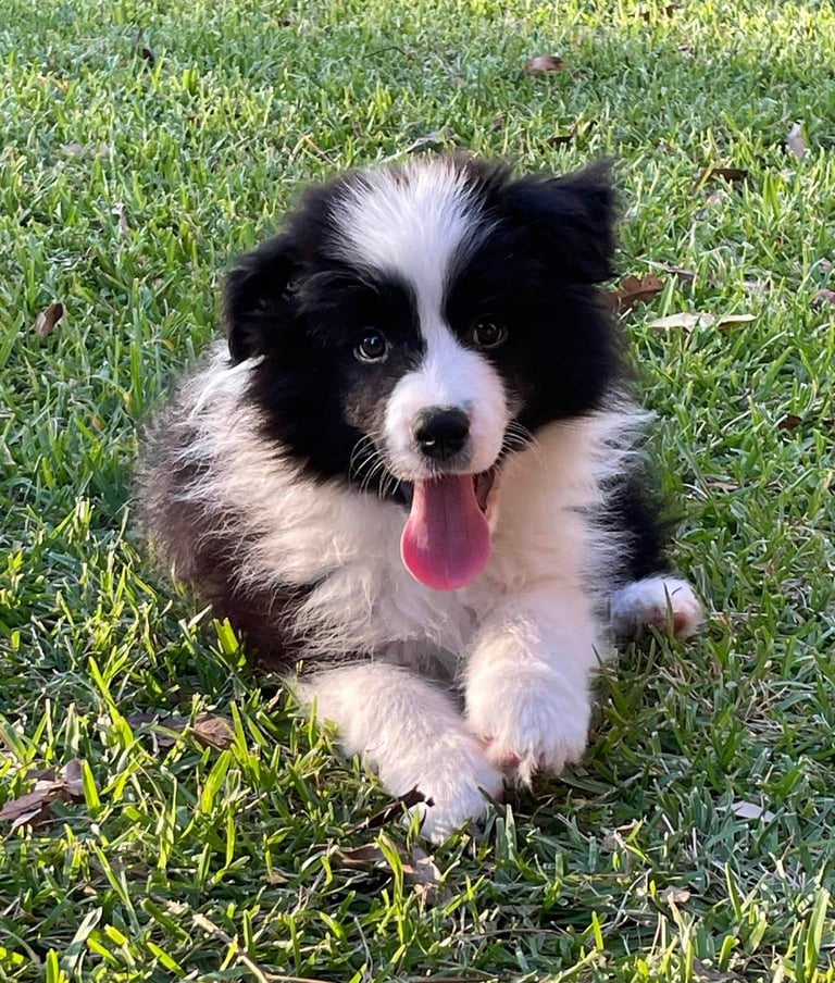 Black and White Stud Dog Border Collie puppy