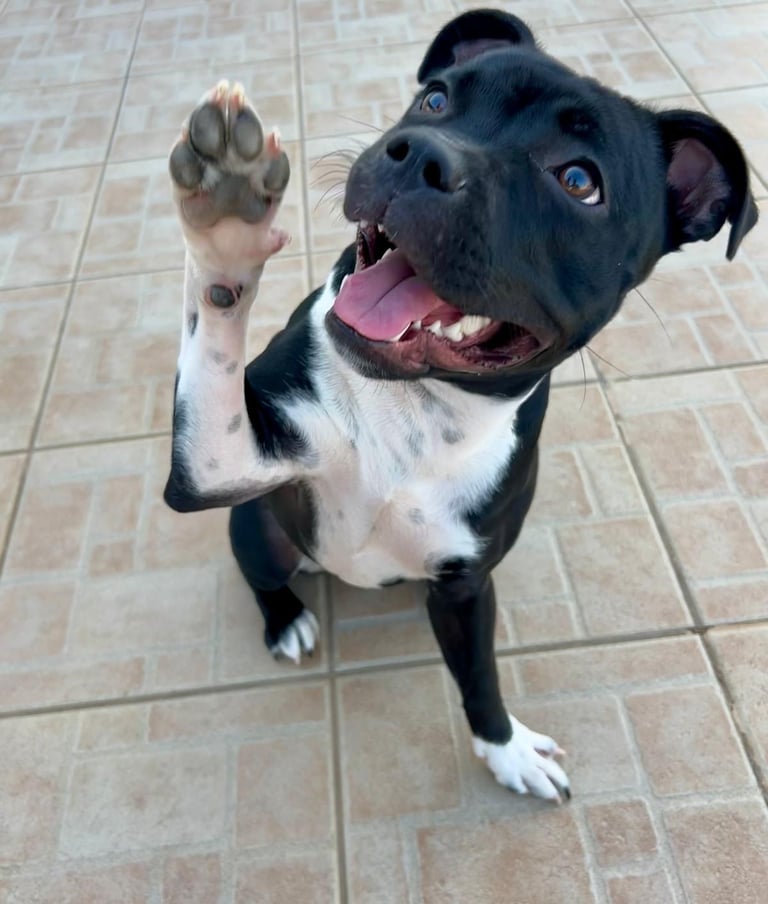 sorriso staffy grecalestaffs staffordshire bull terrier