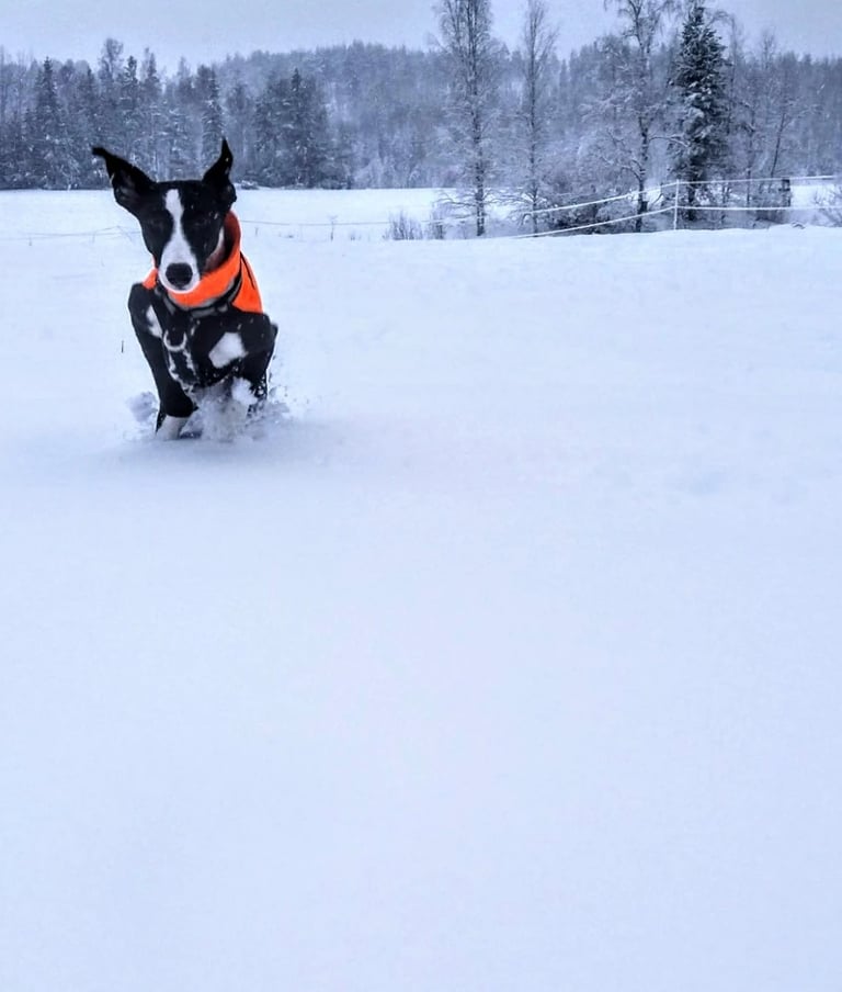 whippet pentutiedustelu yhteydenotto