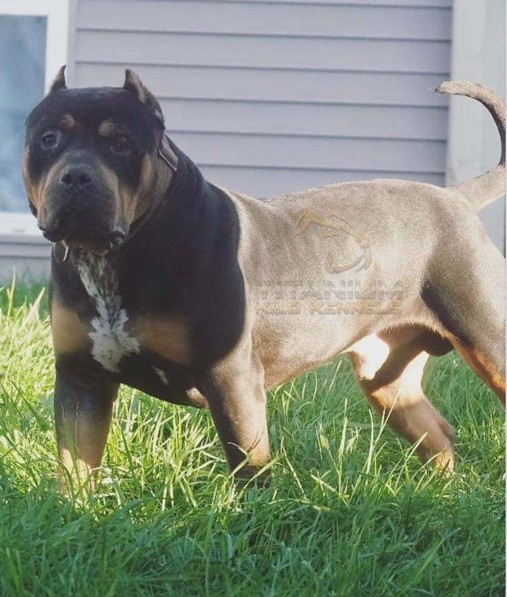 xl pitbull, xl american bully, titanium kilo kennels, bossy kennels