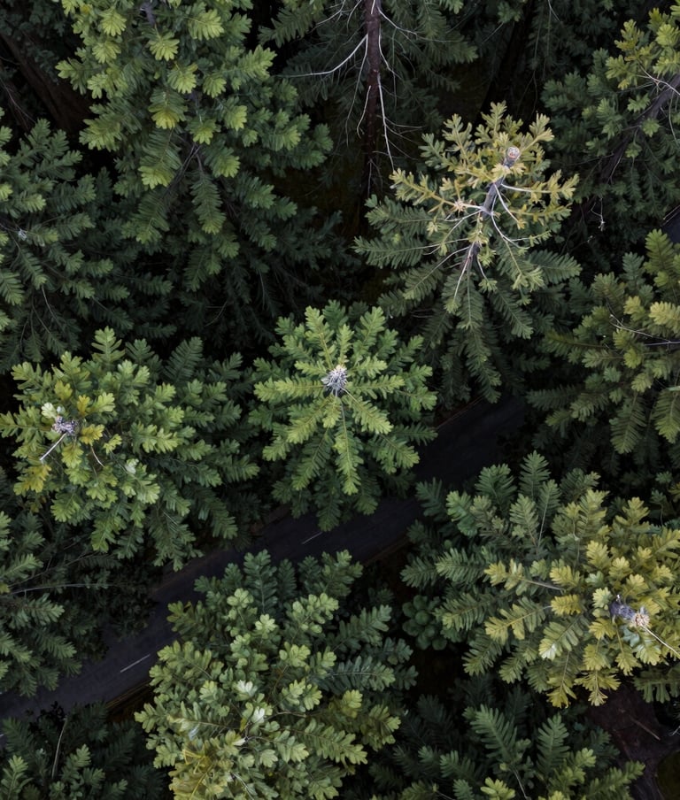 A top-down drone photograph looking directly into the lush green heart of a Sequoia canopy. The dark green branches form a complex, radial pattern. The scale is immense, with the dark slate gray asphalt of a street visible far below the branches.
