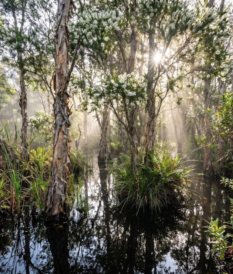 Sunlight beams through paperbark tea trees and white flowers in a misty wetland swamp forest.