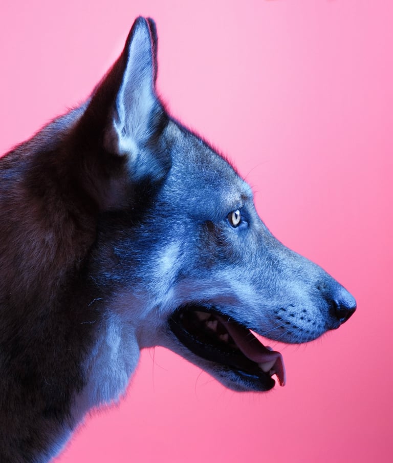 Portrait chien studio finistère brest