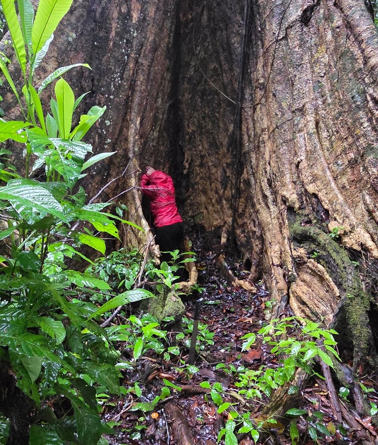 Shihuahuaco Tree of life