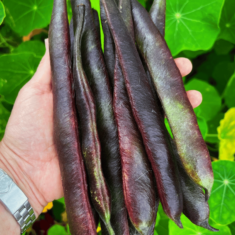 Black Knight produces pods that start off green but mature to a purple black making them easy to spot and harvest!
