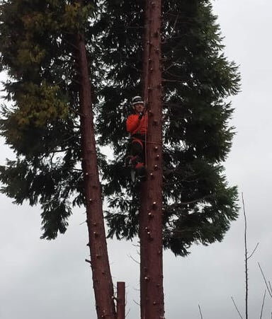 conifer tree dismantle and removal surgery