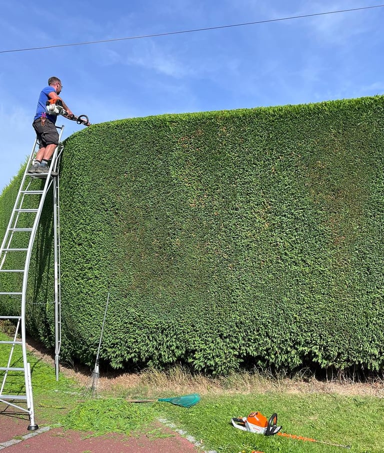 Large conifer hedge being trimmed neatly by Sharp Hedges Tree & Garden Services in County Durham
