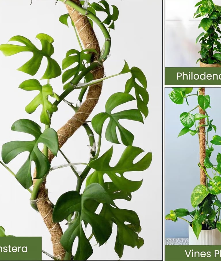Climbing indoor houseplant secured to a moss pole showing aerial root attachment and vertical growth
