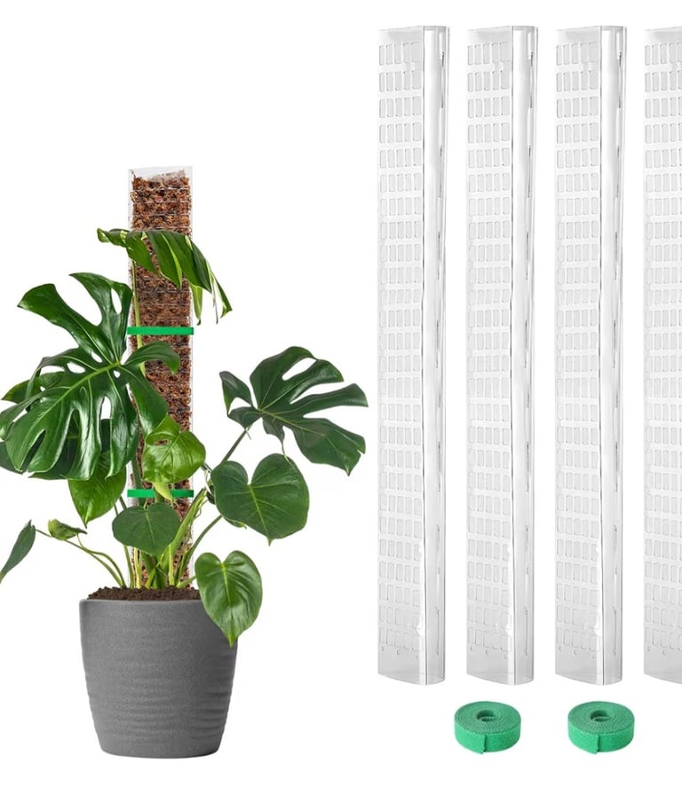 Indoor plant next to moss pole demonstrating proper moss pole installation for climbing plants