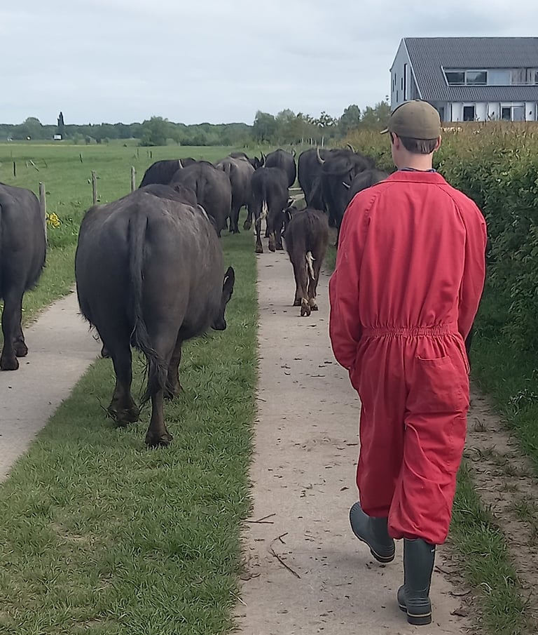 Paardencoach bij Boer n Buffel Deventer