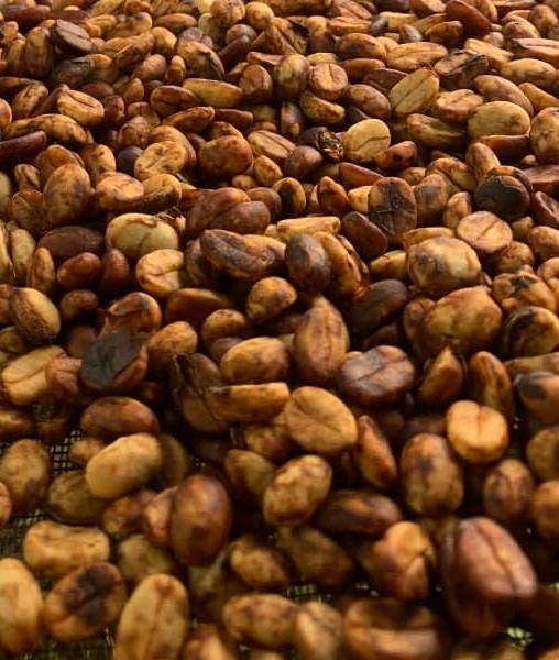 Granos de café verde mexicano secándose al sol antes del proceso de tostado