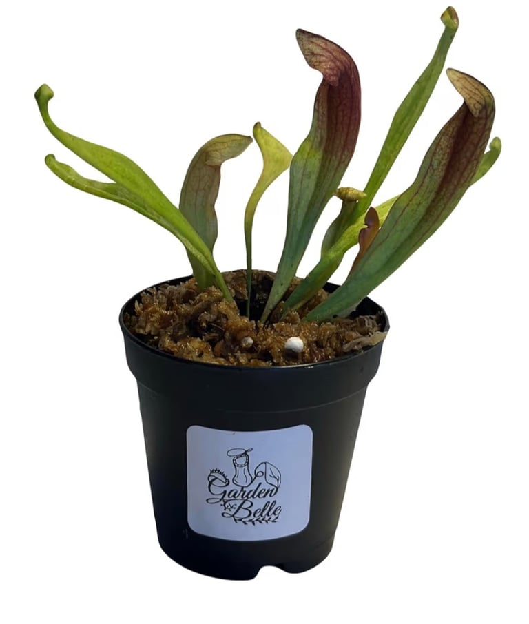 Sarracenia Maroon carnivorous pitcher plant with dramatic deep red tube-shaped foliage
