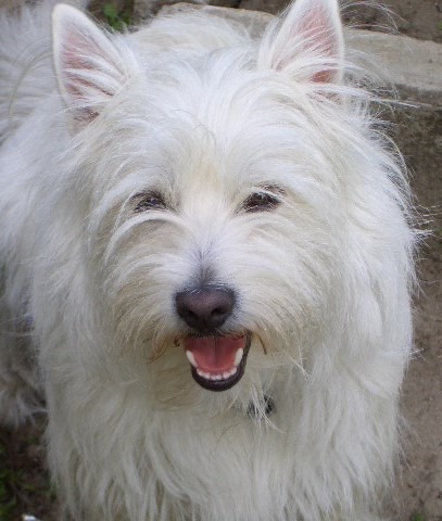 Micky, unser Hund an einem Giftköder verstorben