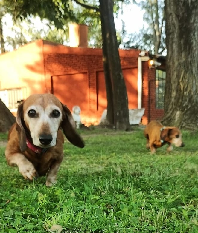 a dog is running through the grass in the yard