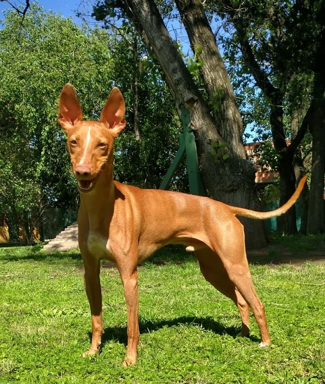 a dog is standing in the grass 