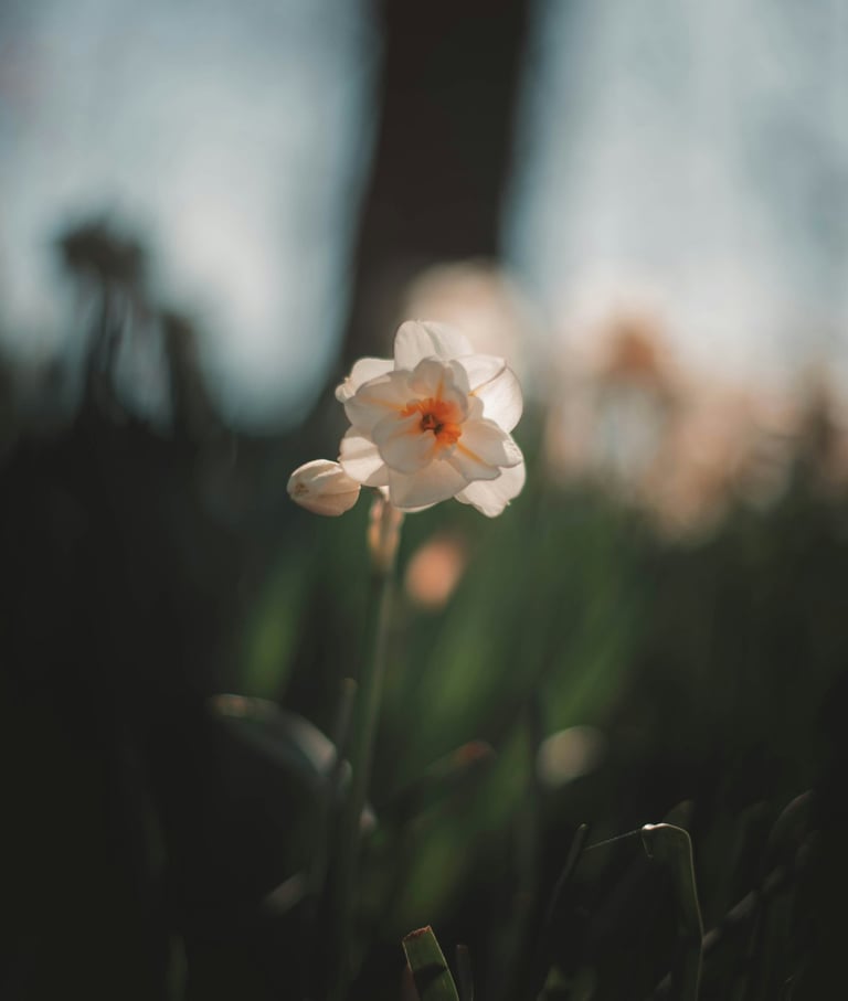 Single flower blooms-just like our Divine Light within forever blooming