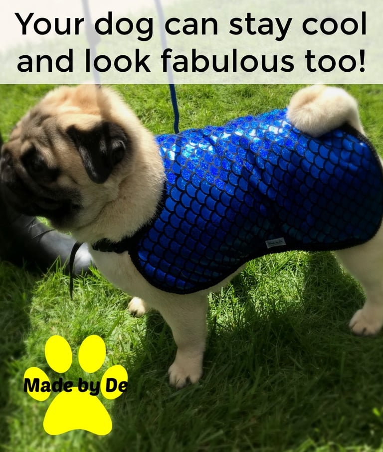 Pug wearing blue fish scale cool coat standing in the grass