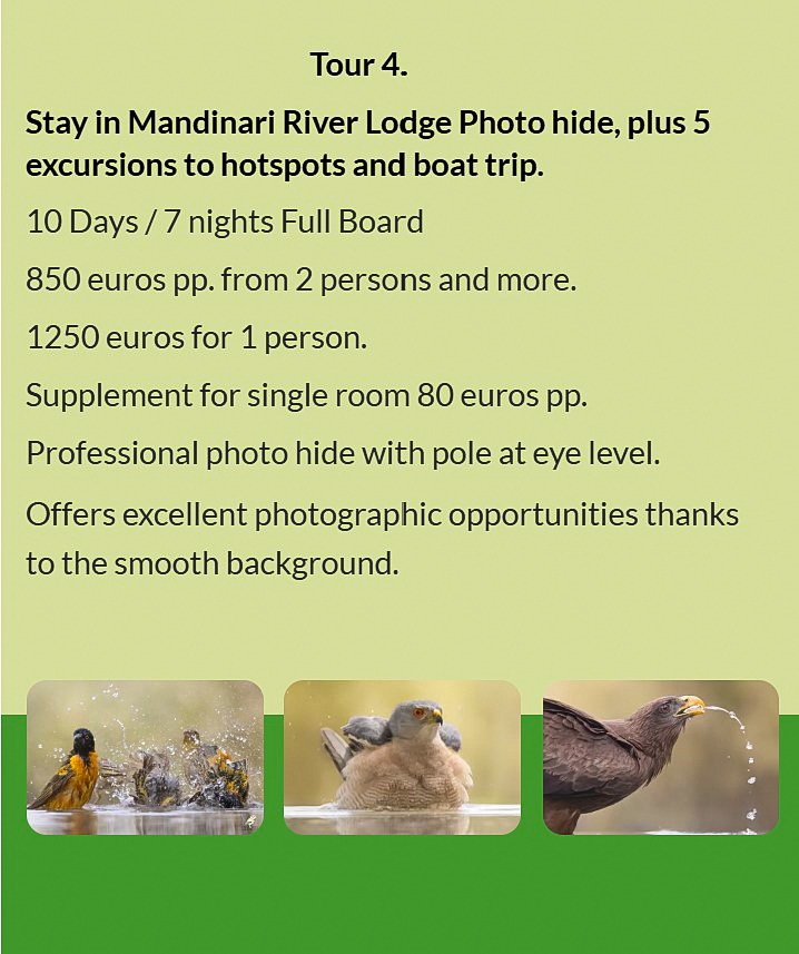 Flyer Tour 4 – 10-day bird photography Gambia tour with stay at Mandinari River Lodge Photo Hide, in