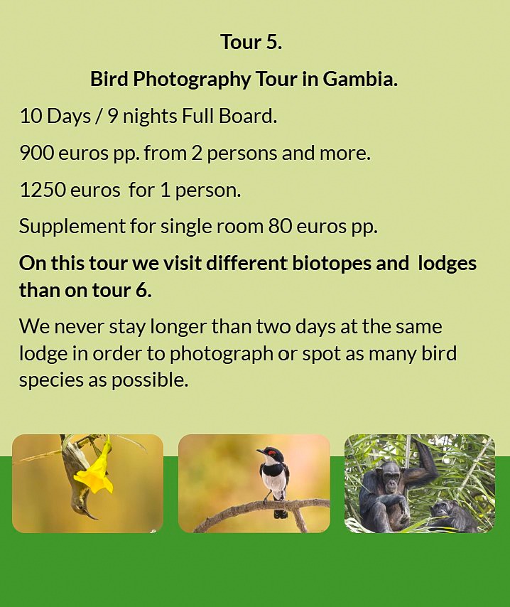 Flyer Tour 5 – 10-day bird photography Gambia tour, full board, price from €900 per person. Includes