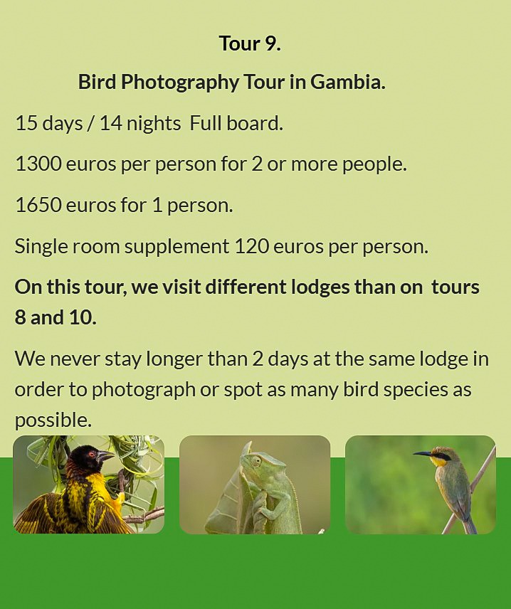 Flyer Tour 9 – 15-day bird photography Gambia tour, full board, price from €1300 per person. Include