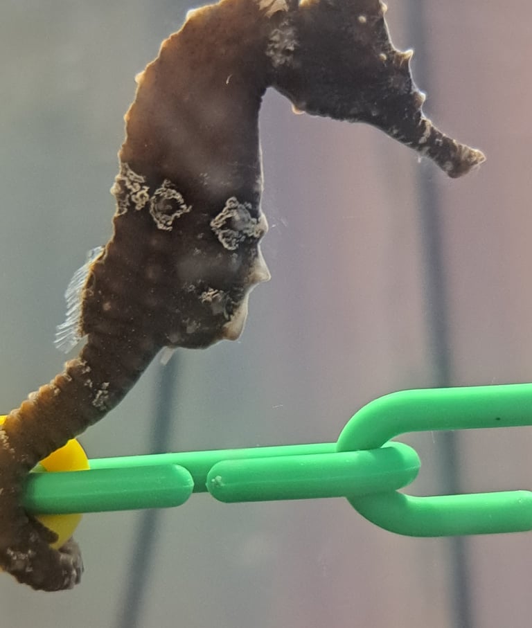 Female Seahorse