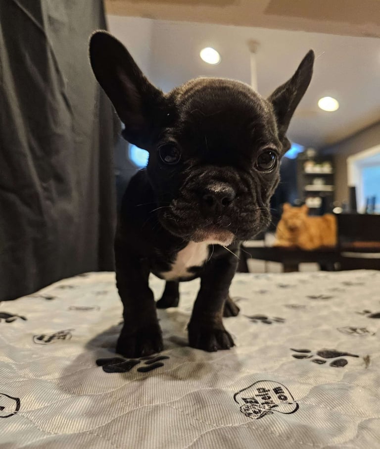 Puppies for Sale 