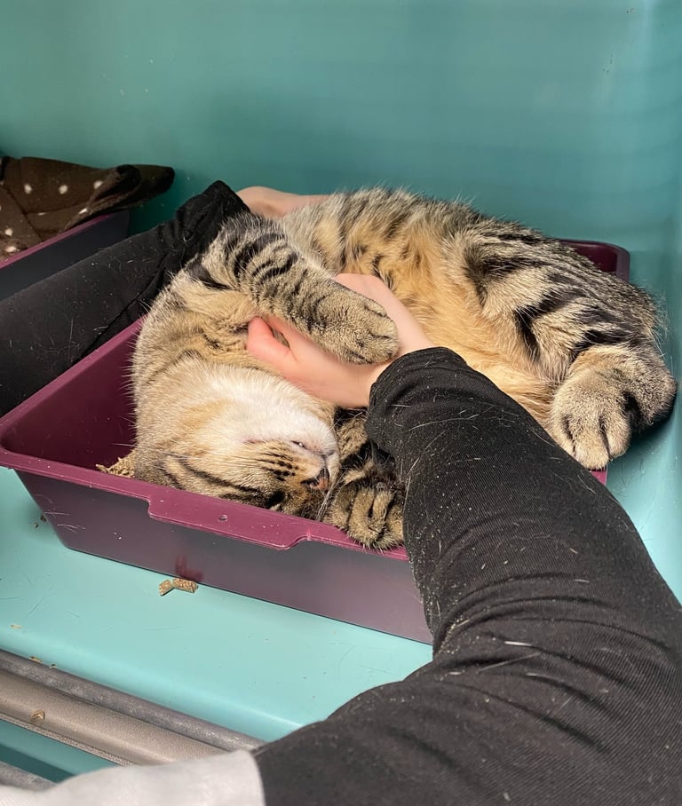 Séance d'ostéopathie animale pour votre chat en Belgique