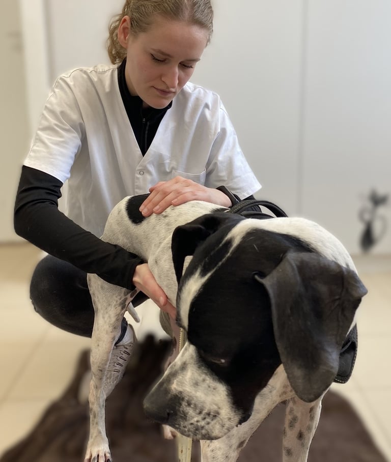 Séance d'ostéopathie animale pour votre chien en Belgique