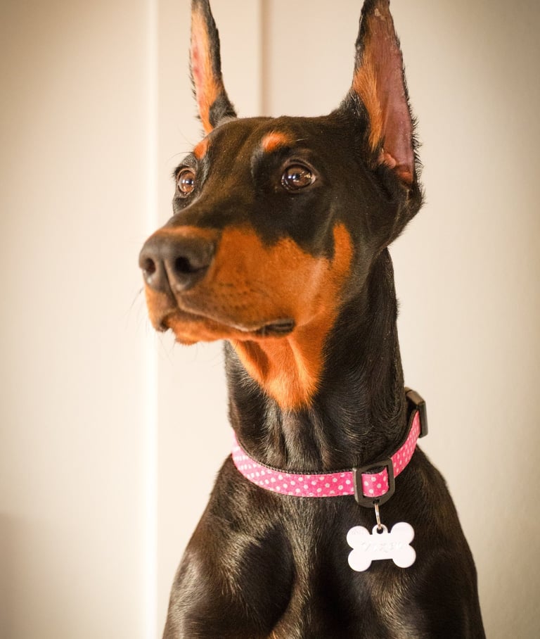 Color portrait of Vixen the doberman