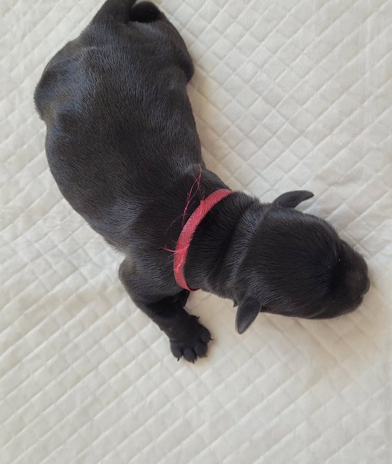 Femelle Schnauzer nain noir