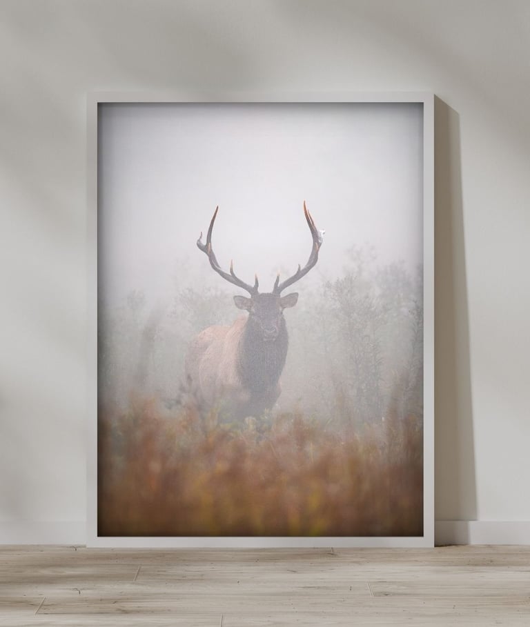 Framed print from Nate Bowery Photography of an elk in the Great Smoky Mountains of North Carolina
