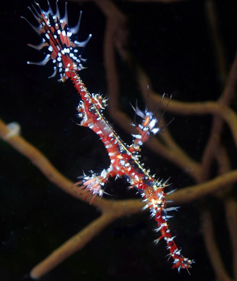 beautiful photo of ghost pipe fish in Mactan, Cebu