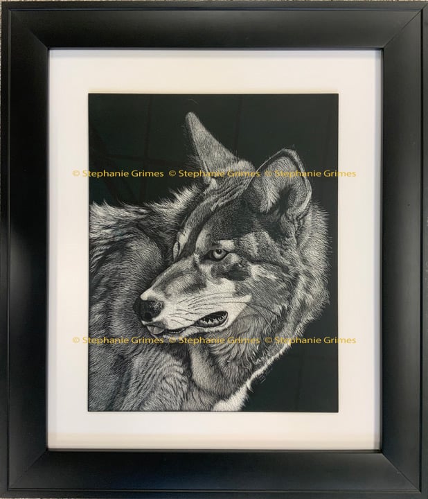 Scratchboard featuring the endangered red wolf.