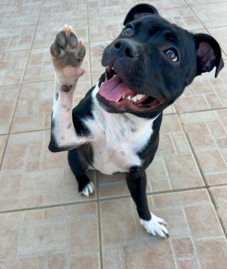 Staffordshire Bull Terrier saluta e sorride. Sono angeli con la coda marchiati Grecalestaffs