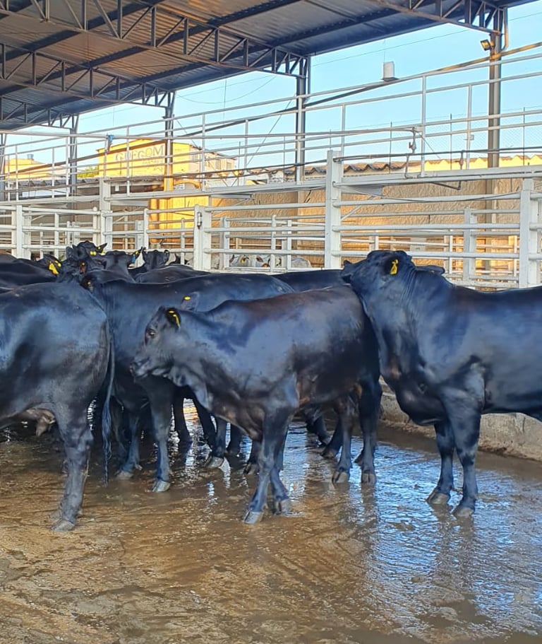 Curral com bois e vacas