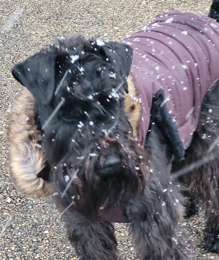 Panzer, étalon Diamants noirs d'Also