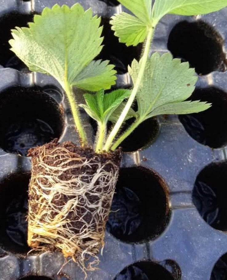 Mlada sadnica jagode sa zdravim bijelim korijenovim sistemom spremna za presađivanje u crnoj posudi 