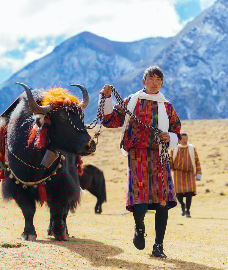 Layap_The_People_of_Laya_Pulling_off_His_Packed_Animal_Yak_during_laya-royal-highland-festival.jpg