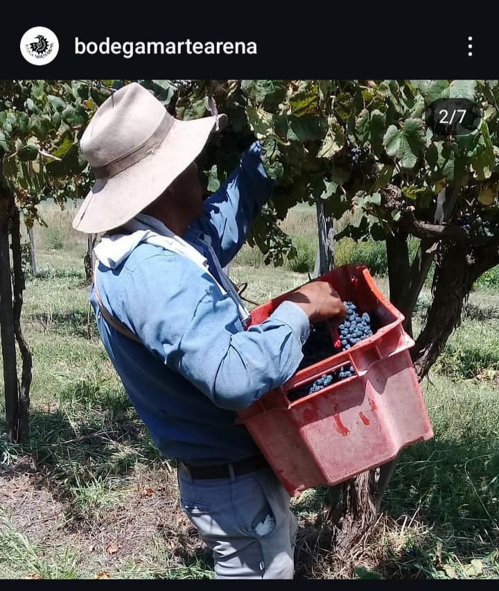 Foto: Bodega Martearena - Vendimia