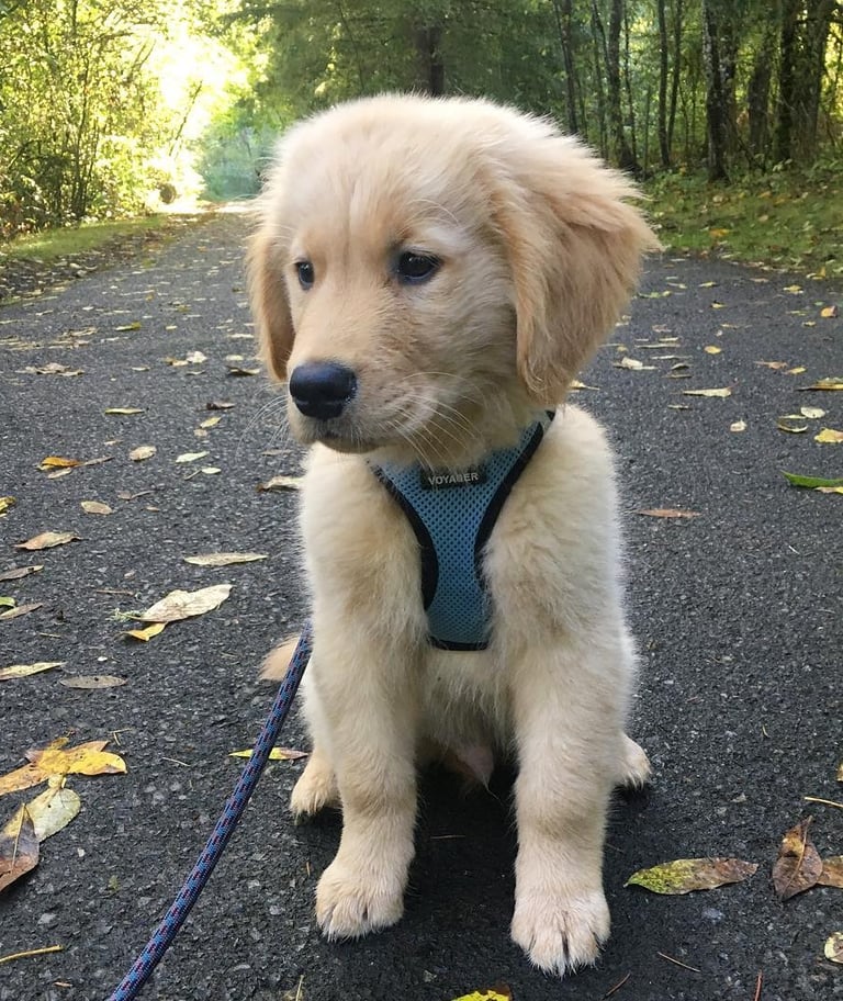Golden Retriever Puppies for Sale